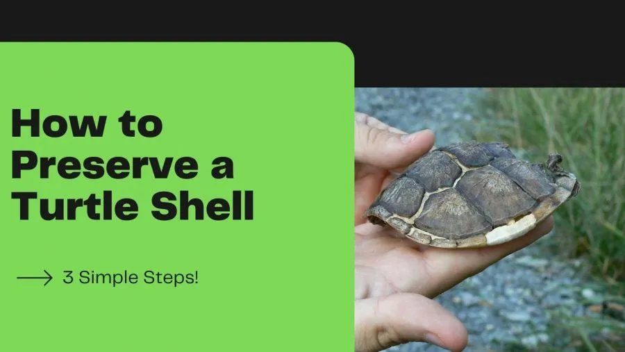 How to Preserve a Turtle Shell