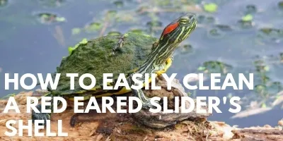 How to Easily Clean a Red Eared Sliders Shell link picture