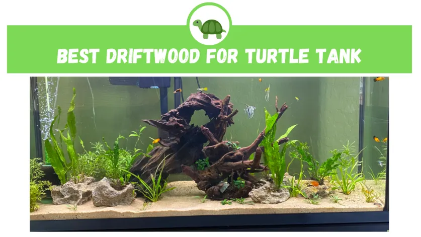 driftwood for turtle tank