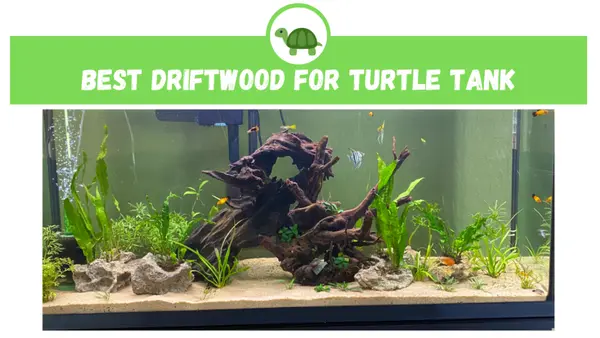 driftwood for turtle tank
