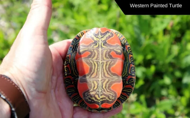 western painted turtle species
