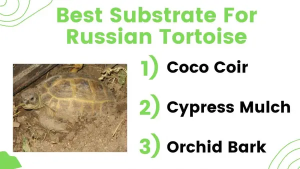 Best Substrate For Russian Tortoise