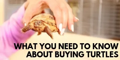 What You Need to Know About Buying Turtles link picture