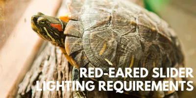Red-Eared Slider Lighting Requirements link picture