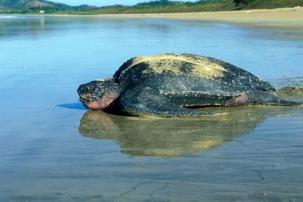This is the Thrilling Leatherback Sea Turtle featured image