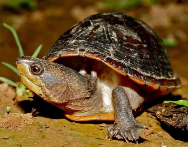 mud turtle