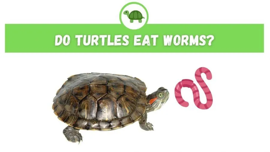 Do Turtles Eat Worms?