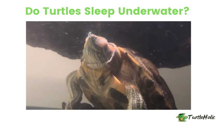 do turtles sleep underwater?