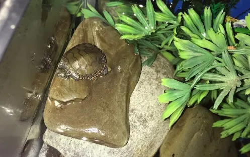 slippery turtle basking spot