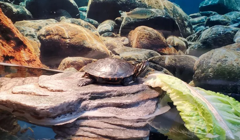 painted turtle stopped eating