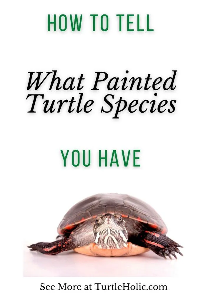 How Tell What Painted Turtle Species You Have
