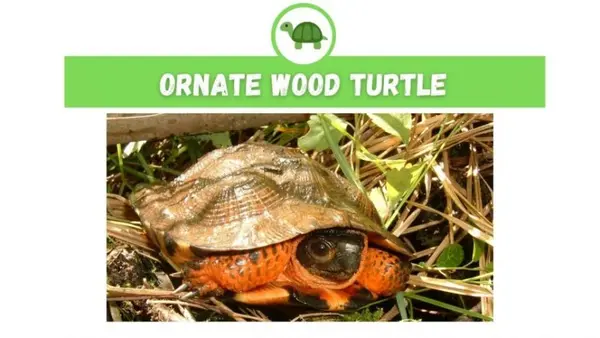 ornate wood turtle