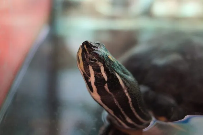 best automatic turtle feeder featured