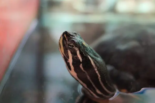 best automatic turtle feeder featured