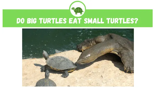Do Big Turtles Eat Small Turtles