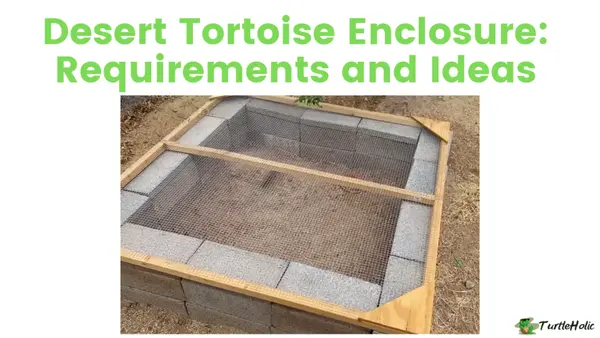 Desert Tortoise Enclosure