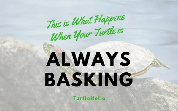 This is What Happens When Your Turtle Is Always Basking