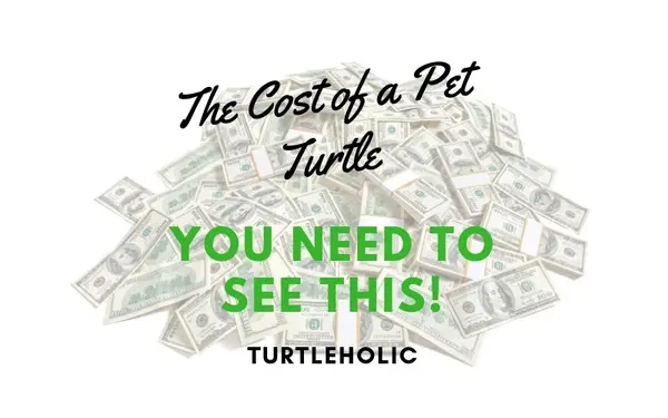 The Cost of a Pet Turtle You Need to See This main picture