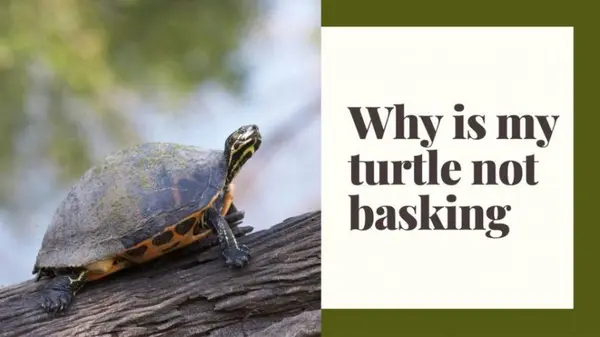 Why is My Turtle Not Basking