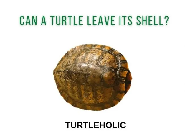 Can a Turtle Leave its Shell?