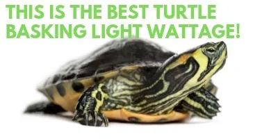 This is the Best Turtle Basking Light Wattage link picture