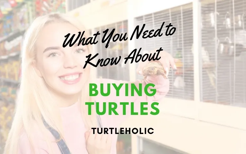 What You Need to Know About Buying Turtles main picture