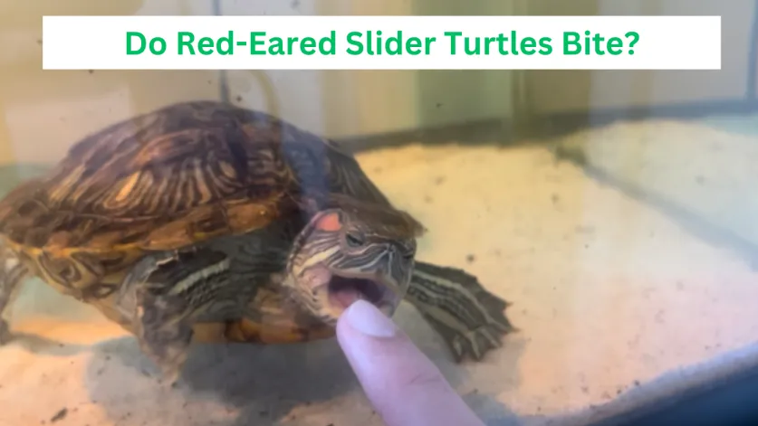 Do Red-Eared Slider Turtles Bite