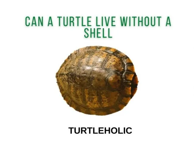 can a turtle live without its shell