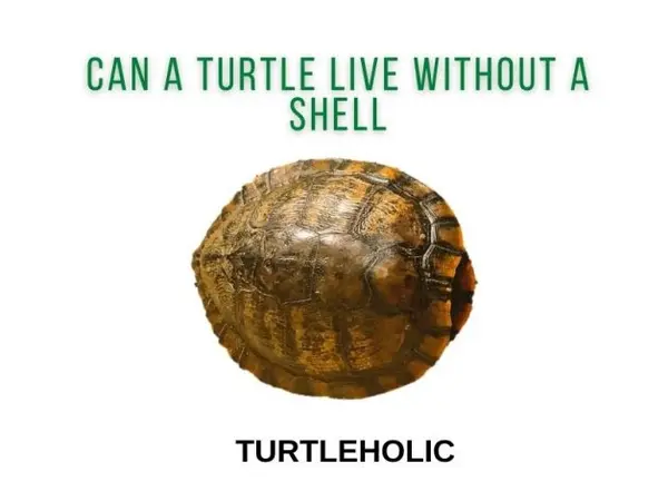 can a turtle live without its shell