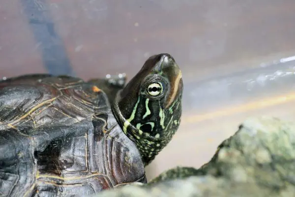 3 keeled box turtle xl