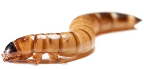 buy live worms for turtles