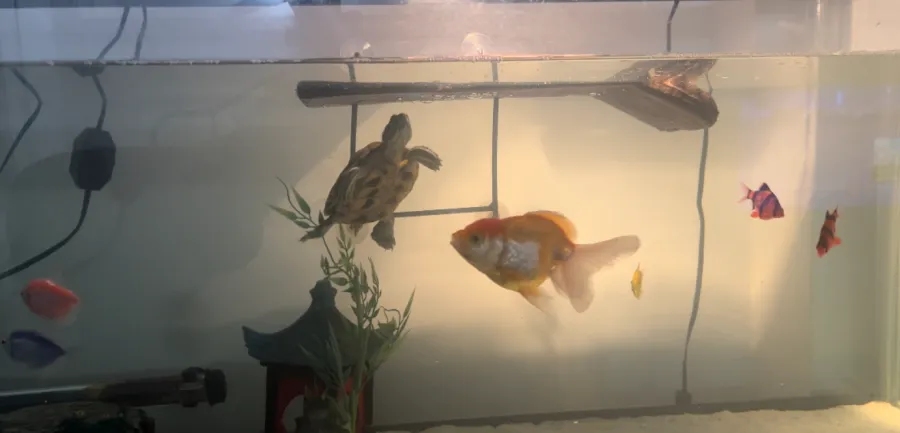 turtle with fish