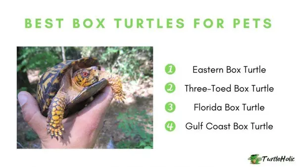 Best Box Turtles for Pets