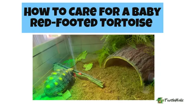 baby red footed tortoise care