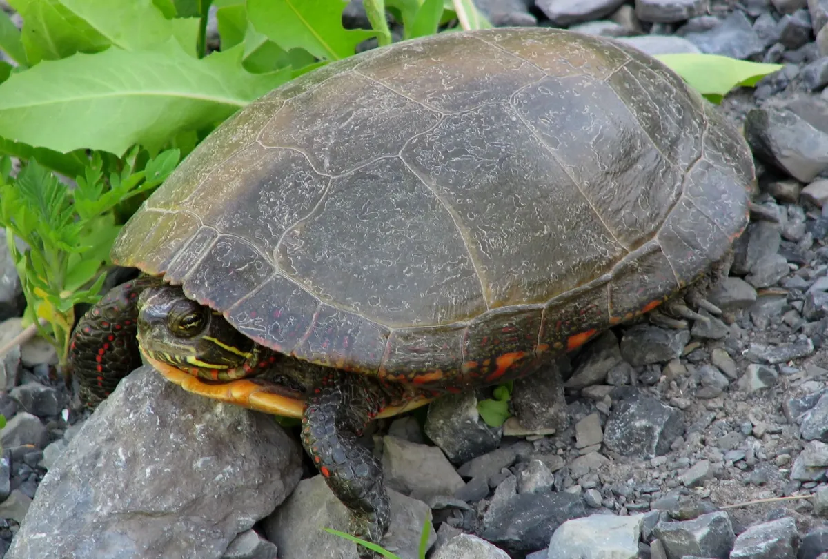 midland painted turtle