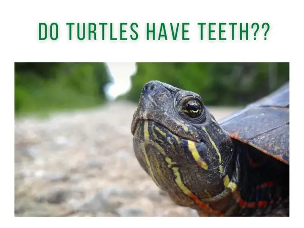 Do Turtles Have Teeth
