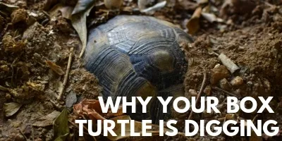 The Startling Truth Why Your Box Turtle is Digging link picture