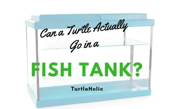 Can Turtle Actually Go In Fish Tank main