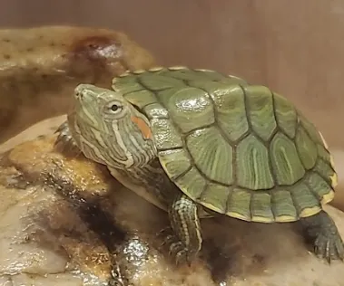 turtle basking