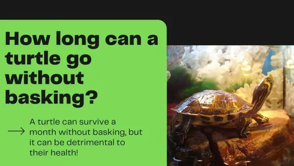 How Long Can a Turtle Go Without Basking