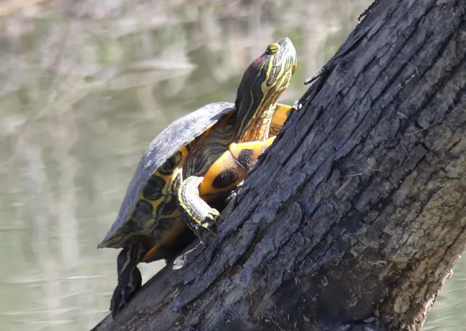 red-eared slider climbing tree