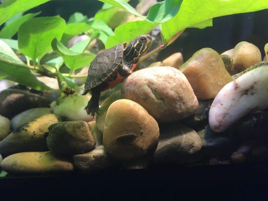 Baby Midland painted turtle