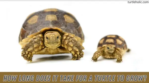 How Long Does It Take For a Turtle to Grow?