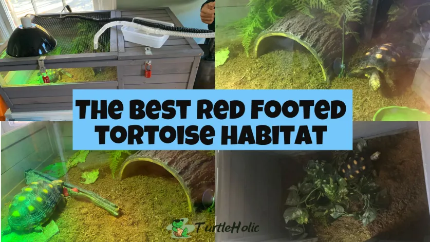 Red-Footed Tortoise Enclosure