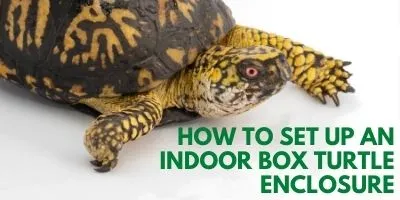 Why Is My Turtle Aggressive link picture