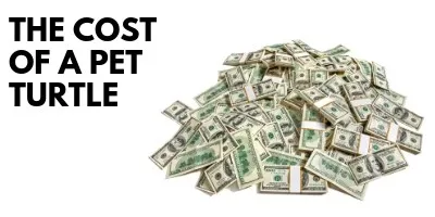 The Cost of a Pet Turtle You Need to See This link picture
