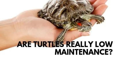 Are Turtles Low Maintenance The Surprising Truth link picture