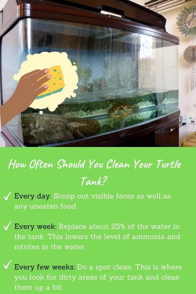 how often to clean turtle tank