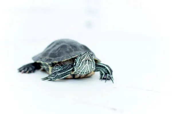 turtle topper for 75 gallon tank featured