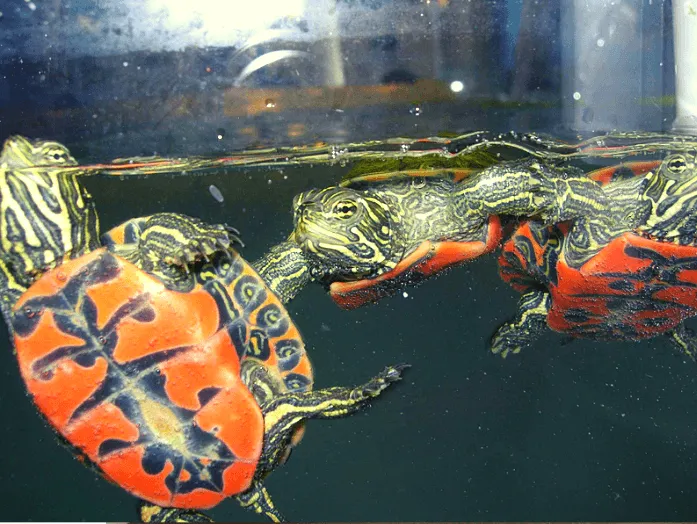 Florida Red Bellied Turtle baby